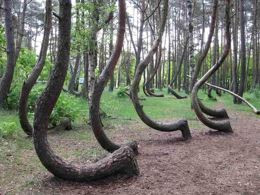 Crooked Forest Poland, Mysterious places in the world
