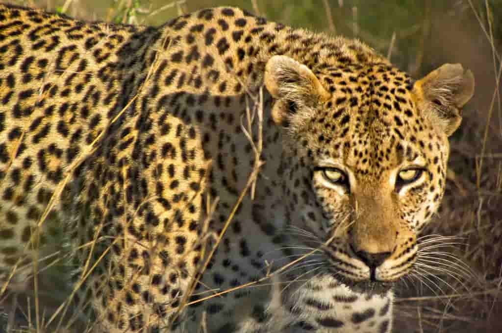 Kruger National Park, South Africa itinerary - 2 Weeks