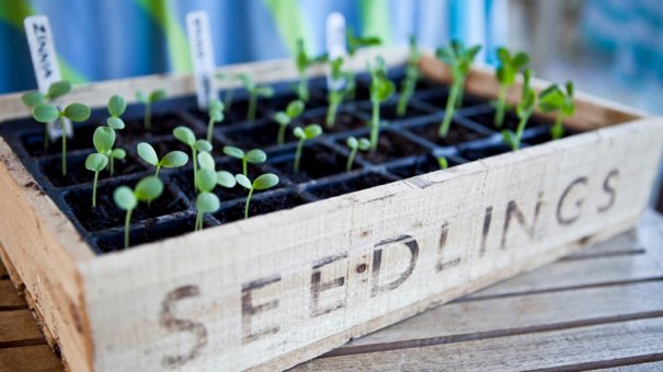 13 Essential Gardening Skills for Everyone