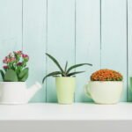 Maximizing Savings on Indoor and Outdoor Plants