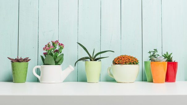 Maximizing Savings on Indoor and Outdoor Plants