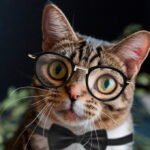 Investing in Virtual Cats: A Future Trend