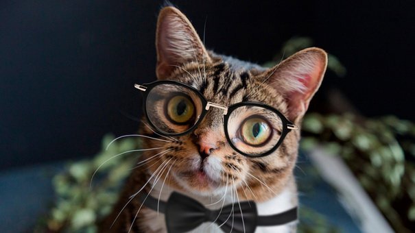 Investing in Virtual Cats: A Future Trend